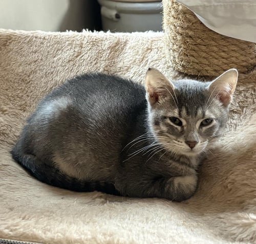 SMOKEY (BONDED WITH BANDIT) - Domestic Short Hair available for adoption