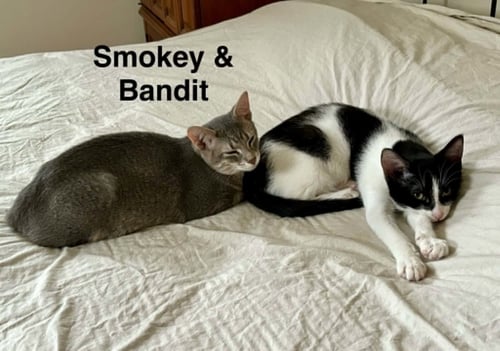 SMOKEY (BONDED WITH BANDIT) - Domestic Short Hair available for adoption