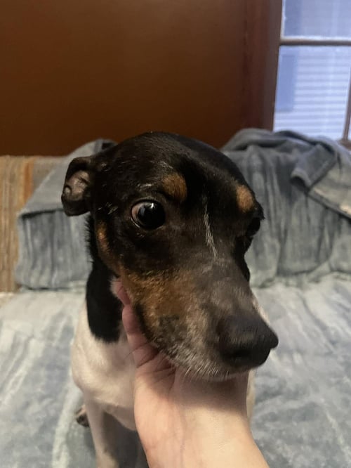 JIM BOB - Jack Russell Terrier available for adoption
