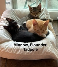 Tadpole - The Fondy Fish Litter - Photo 4
