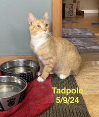 Tadpole - The Fondy Fish Litter - Photo 1
