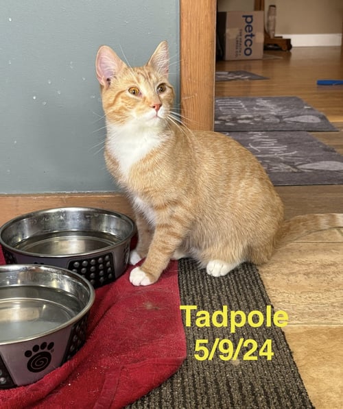 TADPOLE - THE FONDY FISH LITTER - Domestic Short Hair available for adoption