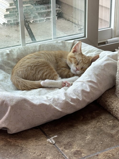 TADPOLE - THE FONDY FISH LITTER - Domestic Short Hair available for adoption