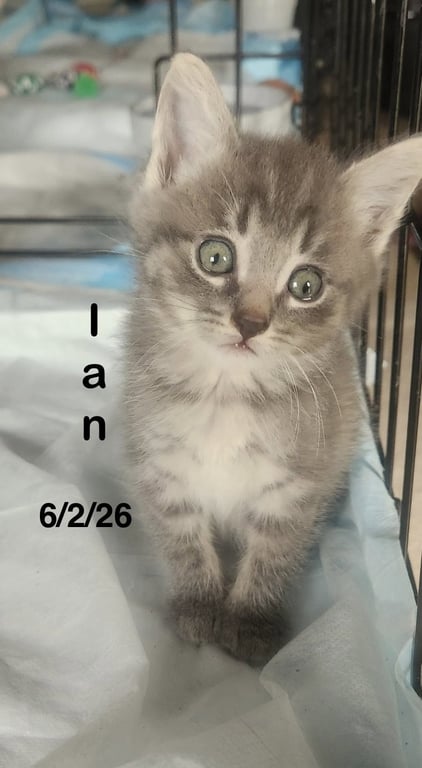 Ian Image