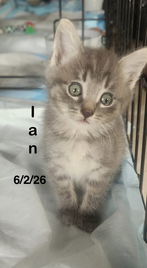 IAN - Domestic Short Hair available for adoption