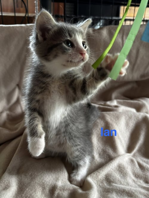 IAN - Domestic Short Hair available for adoption