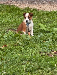 Wizard - Halloween Litter - Photo 2