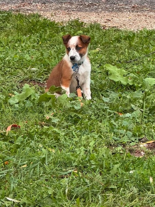 WIZARD - HALLOWEEN LITTER - Australian Cattle Dog/Blue Heeler available for adoption