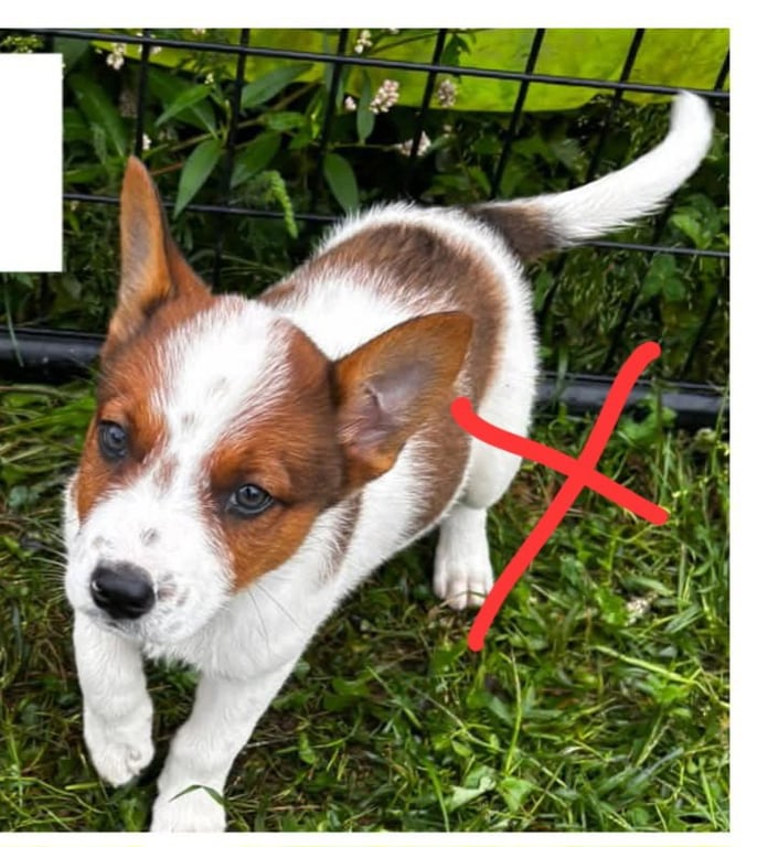 Wizard - Halloween Litter Image