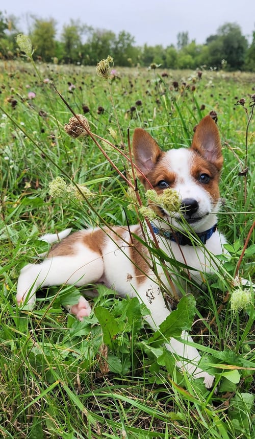 CASPER - HALLOWEEN LITTER - Australian Cattle Dog/Blue Heeler available for adoption