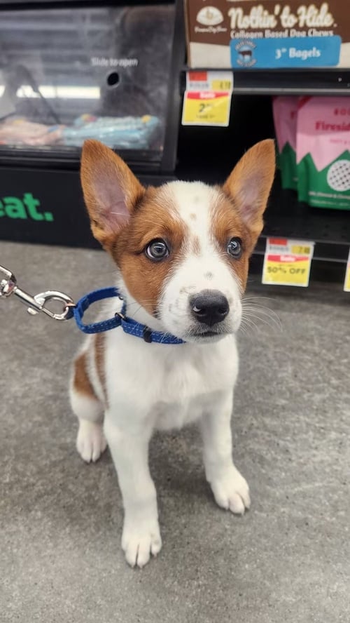 CASPER - HALLOWEEN LITTER - Australian Cattle Dog/Blue Heeler available for adoption