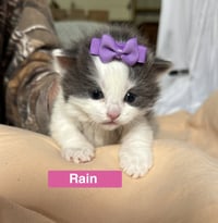 Rain - The Phoenix Litter - Photo 1