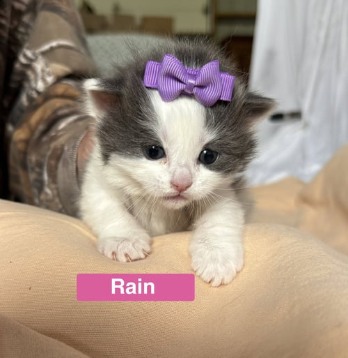 RAIN - THE PHOENIX LITTER - Domestic Short Hair available for adoption