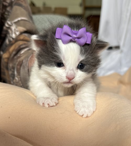 RAIN - THE PHOENIX LITTER - Domestic Short Hair available for adoption