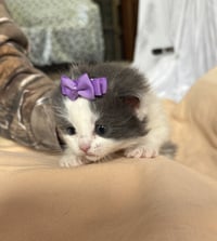Rain - The Phoenix Litter - Photo 3