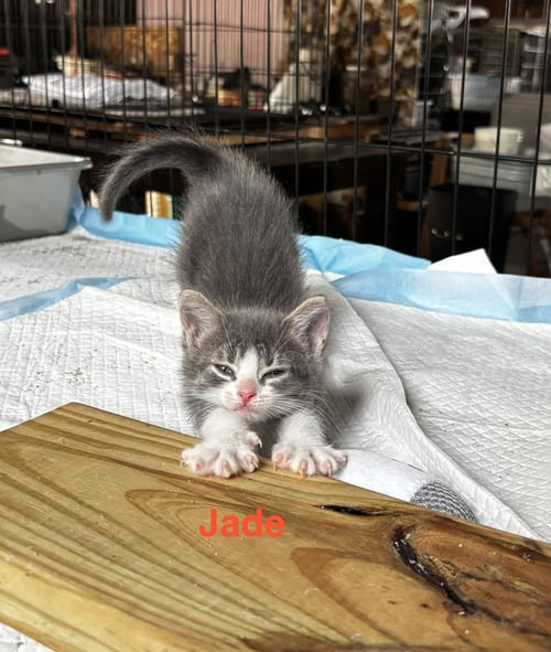 JADE - Domestic Short Hair available for adoption