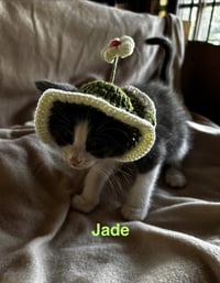 Jade - Photo 3