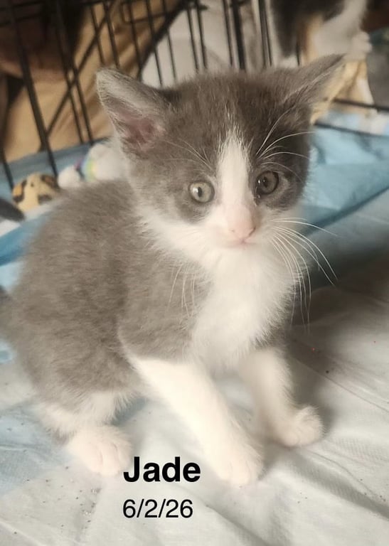 Jade Image