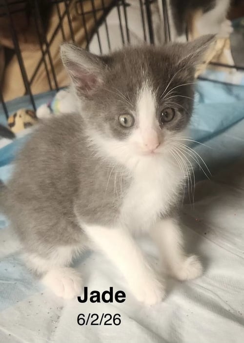 JADE - Domestic Short Hair available for adoption