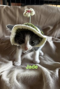 Jade - Photo 5