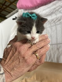 River - The Phoenix Litter - Photo 3