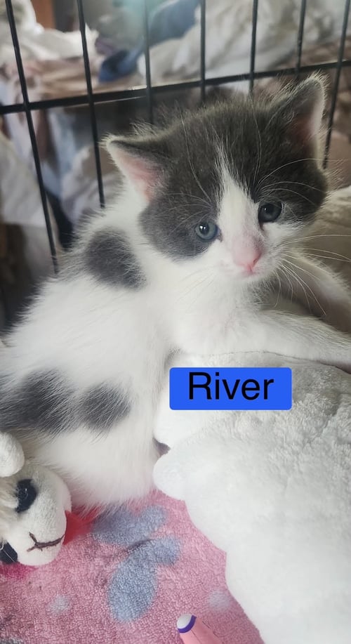 RIVER - THE PHOENIX LITTER - Domestic Short Hair available for adoption