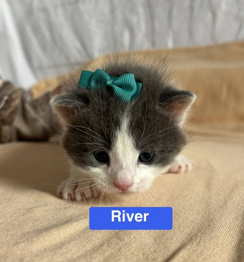 RIVER - THE PHOENIX LITTER - Domestic Short Hair available for adoption