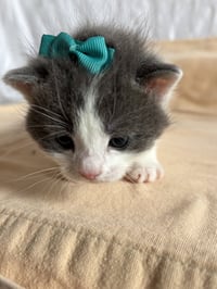 River - The Phoenix Litter - Photo 4