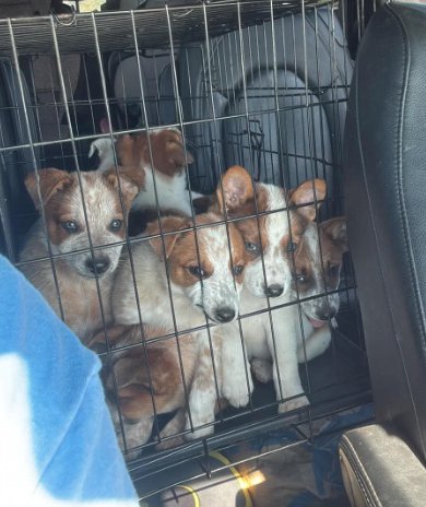 HEELER PUPPIES - 7 Image