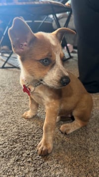 Charm- Halloween Litter - Photo 2