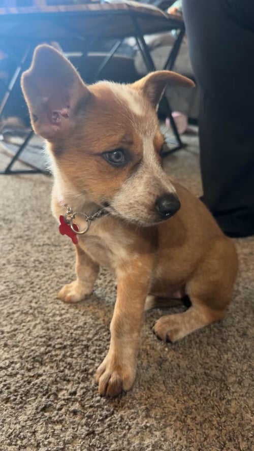 CHARM- HALLOWEEN LITTER - Australian Cattle Dog/Blue Heeler available for adoption