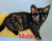 Mulan - Waldo Litter - Photo 3