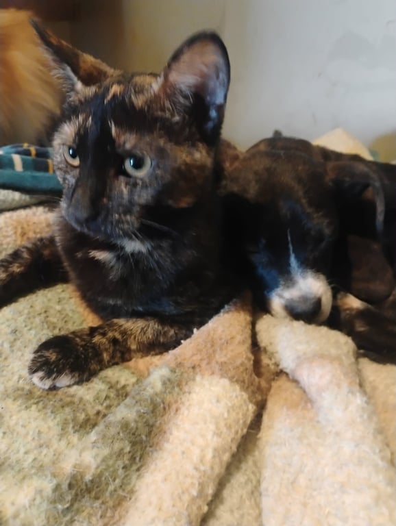 Mulan - Waldo Litter Image