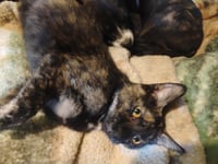 Mulan - Waldo Litter - Photo 2