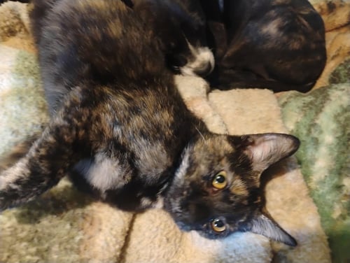 MULAN - WALDO LITTER - Tortoiseshell available for adoption