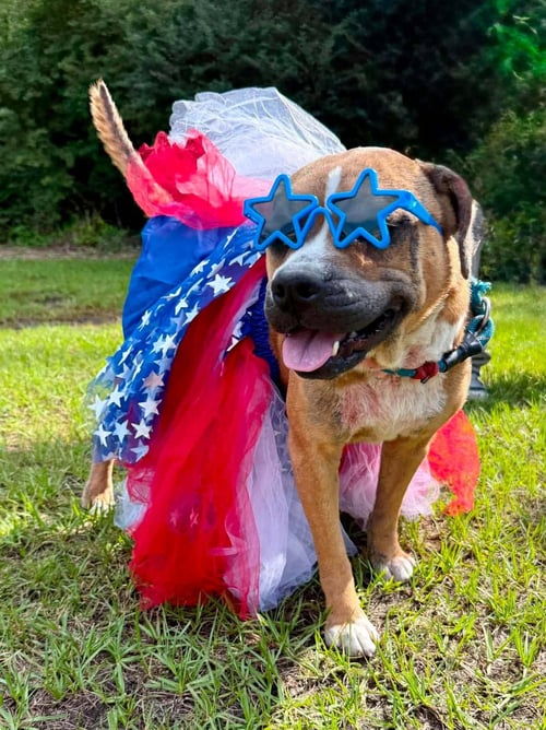 HONEY B - Hound / Boxer available for adoption