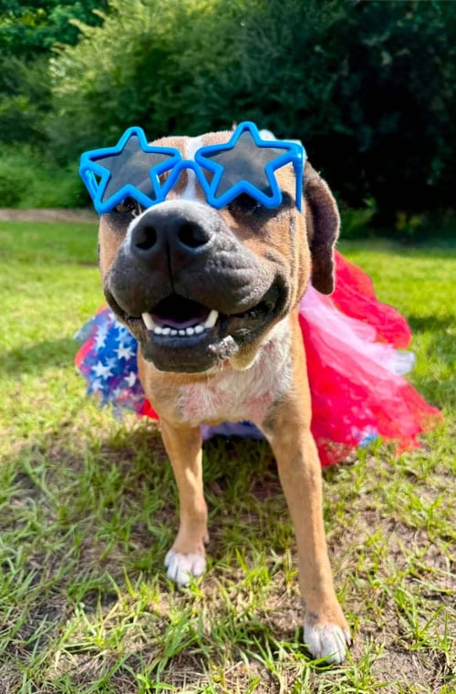 HONEY B - Hound / Boxer available for adoption