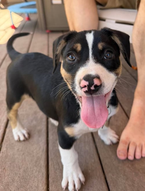 RIVER -WATER LITTER - Beagle / Coonhound available for adoption