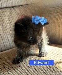 Edward - Pretty Woman Litter - Photo 2