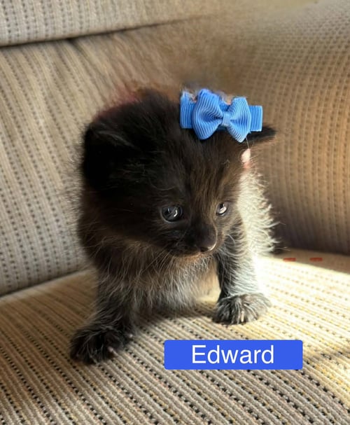 EDWARD - PRETTY WOMAN LITTER - Domestic Medium Hair available for adoption