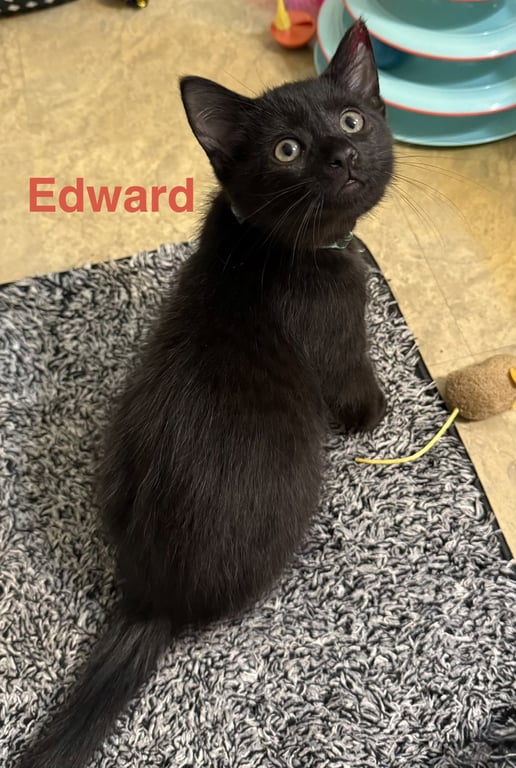 Edward - Pretty Woman Litter Image
