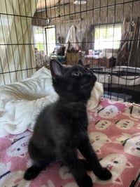 Edward - Pretty Woman Litter - Photo 4