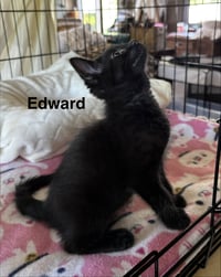 Edward - Pretty Woman Litter - Photo 3