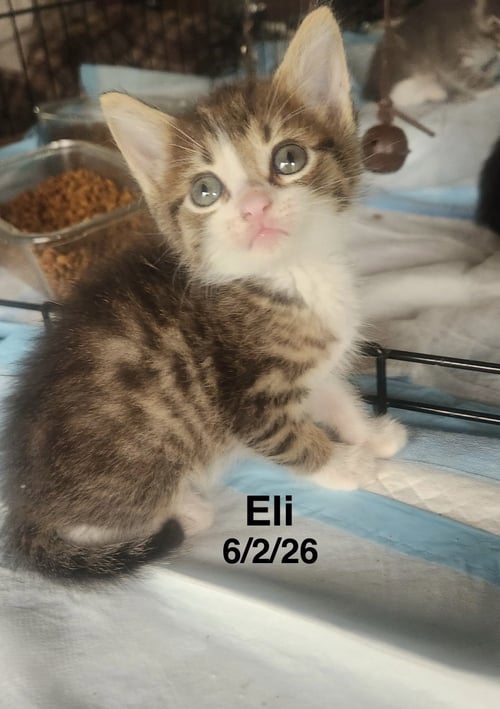 ELI - Tabby available for adoption