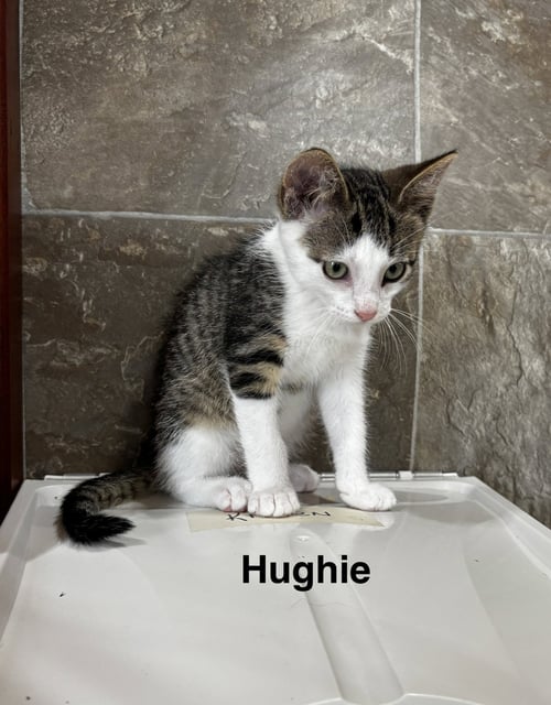 HUGHIE - Domestic Short Hair available for adoption