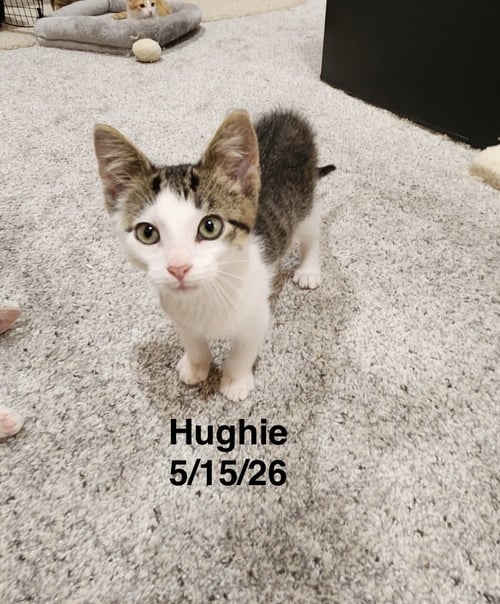HUGHIE - Domestic Short Hair available for adoption