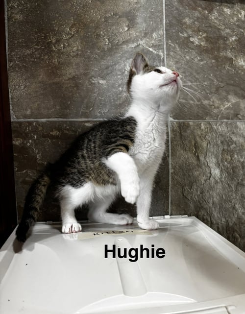HUGHIE - Domestic Short Hair available for adoption