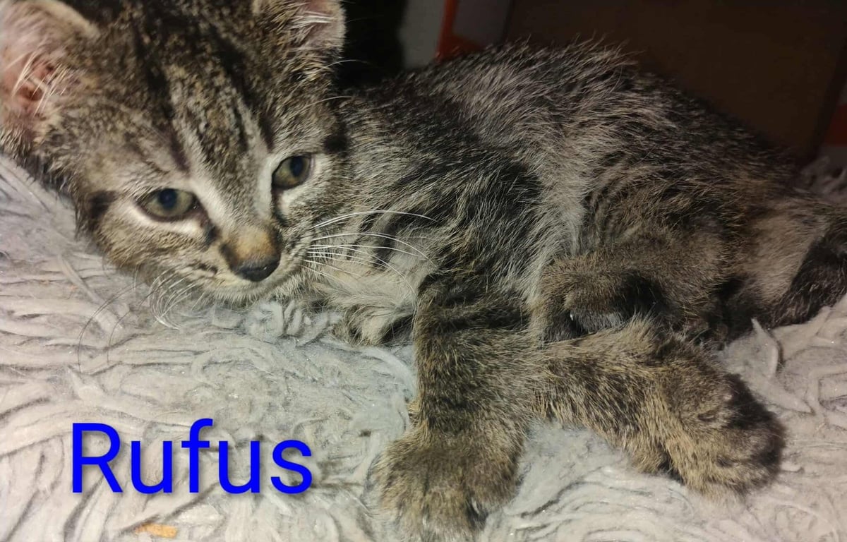 Rufus - Waldo Litter Image