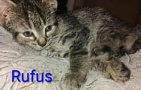 Rufus - Waldo Litter - Photo 1