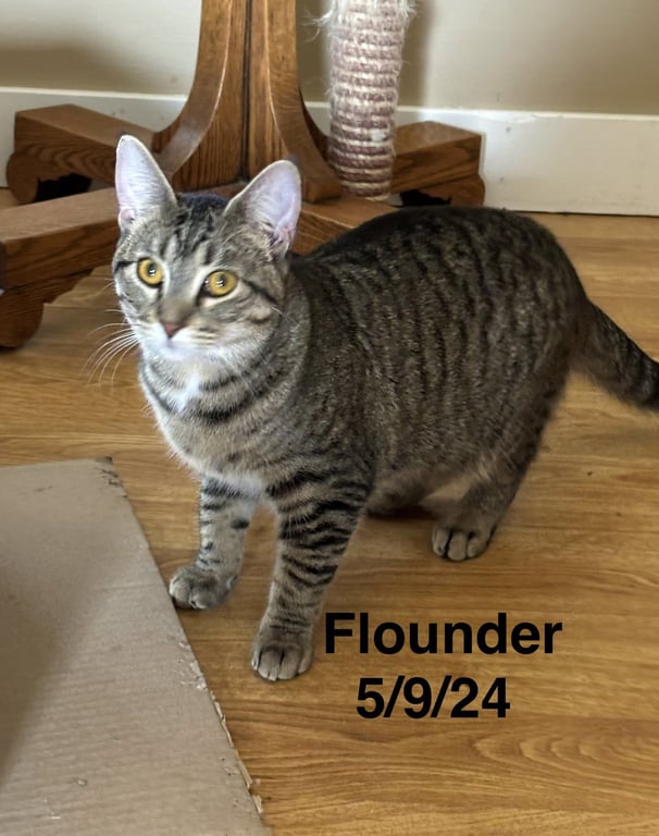 Flounder -The Fondy Fish Litter Image